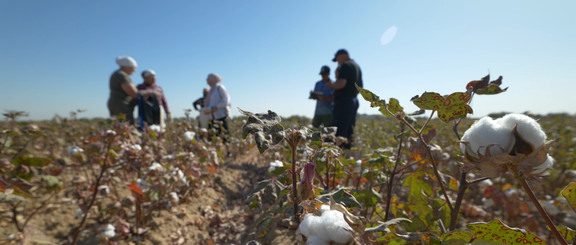 Cotton Pickers Uzbekistan