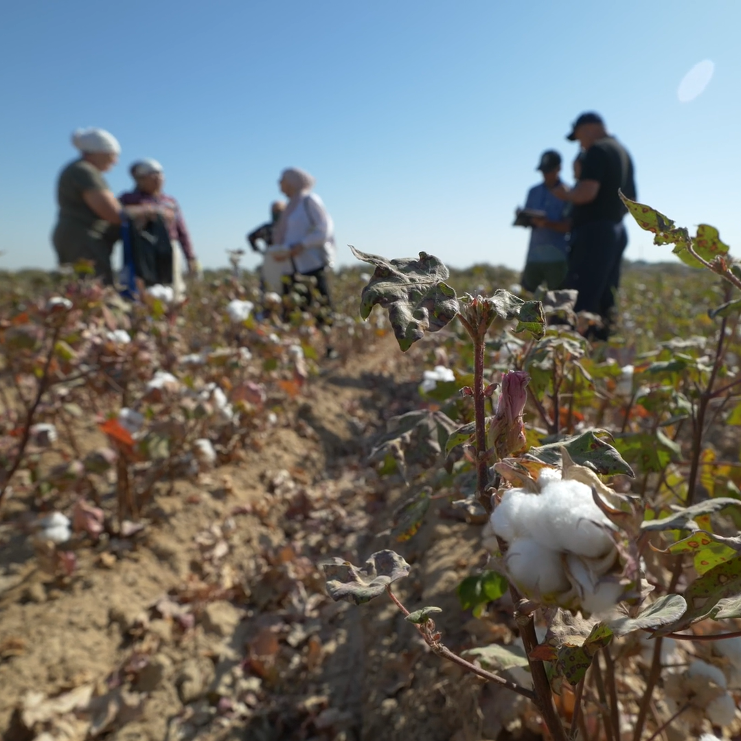 Catalyzing Positive Change in Uzbekistan's Cotton Sector