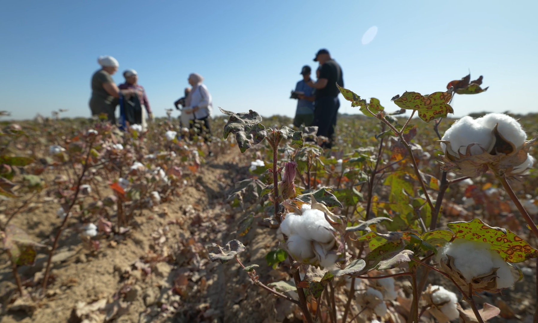 Catalyzing Positive Change in Uzbekistan's Cotton Sector